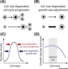 Check spelling or type a new query. On The Molecular Mechanisms Regulating Animal Cell Size Homeostasis Trends In Genetics