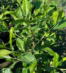 Image result for Dodonaea