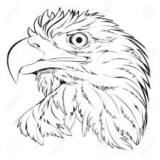 Weisskopfseeadler Kopf Hand Zeichnen Schwarze Linie Auf Weissem Hintergrund Vektor Illustration Lizenzfrei Nutzbare Vektorgrafiken Clip Arts Illustrationen Image 90907960