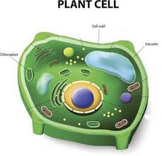 Plant cell definition in ncert. Https Betrained In Ps Verma And Vk Agarwal 9 Biology The Fundamental Unit Of Life Cell Solution