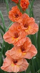 Gladiolus Catharina Beautiful Flowers Gladiolus Flower Flowers