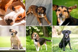 Rat terrier x beagle mix. 17 Beagle Mix Dogs We Absolutely Love All Things Dogs All Things Dogs