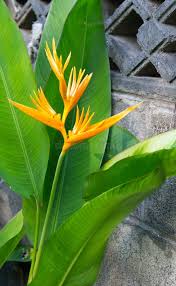 Image result for Strelitziaceae