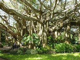 Maybe you would like to learn more about one of these? Amazing Banyan Tree At Cypress Gardens Florida Cypress Gardens Is Now Part Of Legoland Florida Cypress Gardens Banyan Tree Plants