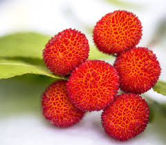 Sudden oak death (phytophthora ramorum) 7. Arbutus Unedo Care Pruning Diseases For This Berry Bearing Wonder Tree