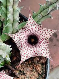 Image result for Huernia hislopii
