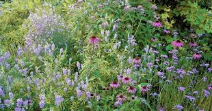 Geissraute Hubsche Schmetterlingsbluten Staudenbeet Blumenbeet Pflanzen
