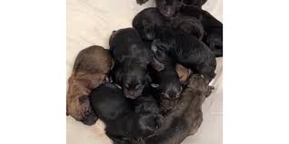 Again, responsible breeders do these tests. Shelter Dog Starts The New Year By Welcoming 11 Puppies People Com