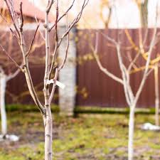 Spring and fall are the best times of the year to plant trees. Want To Plant A Fruit Tree Try These In Michigan Ppm Tree