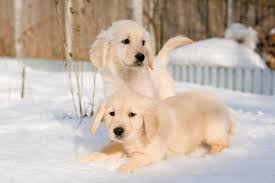 Evidently, the golden retriever cost is more than twice the price given at the animal centers and pet stores, making it a disadvantage if you are tight on a budget. Best Golden Retriever Breeders 2021 10 Places To Find Golden Retriever Puppies For Sale