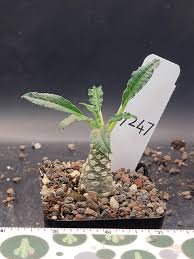 Image result for Dorstenia