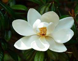Eating Magnolia Blossoms The Right Flowers