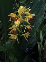 Image result for Phaius occidentalis