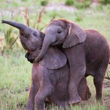 Pin By Meryem Dolunay On So Cute Funny Elephant Happy Animals Animals