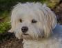 PuppyFind | Havanese Puppies for Sale