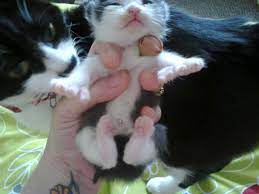 I have a litter of poly dactyl kittens. Polydactyl Kitten For Sale Stoke On Trent Staffordshire Pets4homes