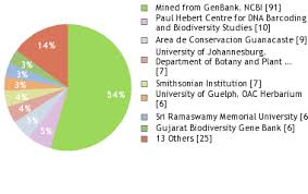 Image result for Manilkara koechlinii