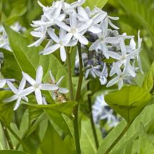 Image result for Tabernaemontana