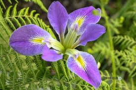 The stalks extend downward and attach to a sprawling anchored root in the mud bottom. 13 Florida Flowering Plants To Add Color To Your Landscape Diane And Dean