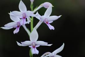Image result for Calanthe sylvatica