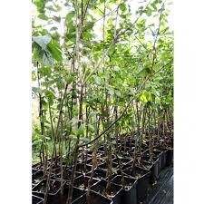 Image result for prunus domestica renkloda althana