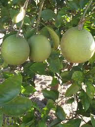 Image result for Peraceae