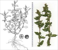 Image result for Chenopodiastrum