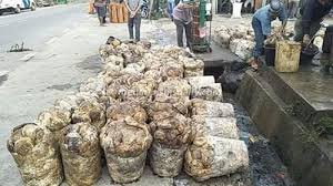 We did not find results for: Harga Getah Karet Alam Di Panyabungan Madina Turun Jadi Rp 7 500 Kg Agrobisnis Medanbisnisdaily Com