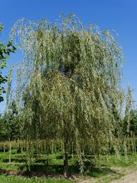 Image result for Salix