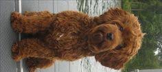 To qualify as an australian labradoodle, the pup's pedigree will need to have a labrador retriever, poodle, and an american or english cocker. 9 Miniature Australian Labradoodle S Ideas Australian Labradoodle Miniature Australian Labradoodle Labradoodle
