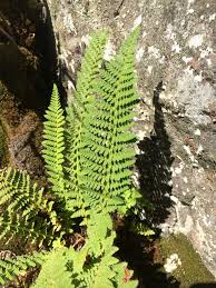 Image result for Dryopteris athamantica