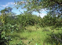 Image result for Rytigynia monantha