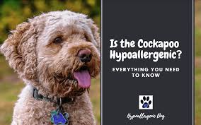 Is The Cockapoo Hypoallergenic Everything You Need To Know Hypoallergenic Dog