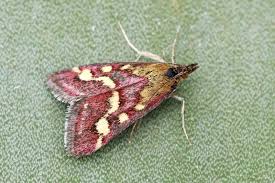 Image result for Pyrausta ostrinalis