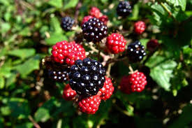 Blackberries are used in recipes, but the berries and other parts of the plant have been used in blackberry fruits are used in jams, jellies, pies, liqueurs, juices and wines. Blackberry Diseases And Pests Description Uses Propagation