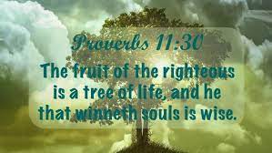 The fruit of the righteous is a tree of life, and he who is wise wins souls. The Fruit Of The Righteous John Rasicci