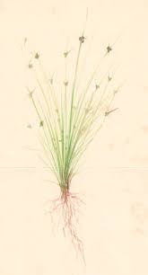 Image result for Cyperus obtusiflorus
