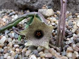 Image result for Huernia leachii