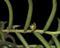 Image result for Angraecum conchiferum