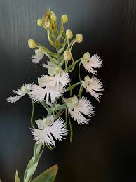 Image result for Habenaria clavata