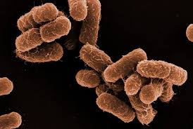 Image result for Schoenoplectiella microglumis