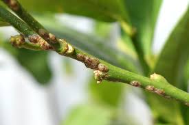 Fortunately, the bug spray companies are sensitive to. How To Identify Common Houseplant Pests Homestead Brooklyn