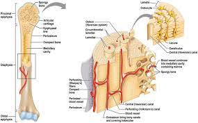 The central tubular region of the bone, called the diaphysis, flares outward near the end to form the metaphysis, which contains a largely cancellous, or spongy, interior. Schematic Diagram Of Long Bone Cross Section 47 Download Scientific Diagram