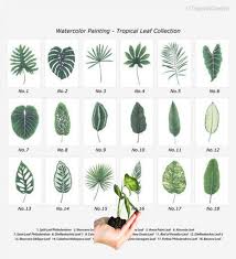 Tropical Leaf Print Set Any Four Watercolor By Tropicalgarden Bar Hub In 2019 Pinterest Tropical Leaves Waterco Plants Watercolor Leaves Tropical Leaves