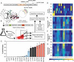Tev protease is the common name for the 27 kda catalytic domain of the nuclear inclusion a (nia) protein encoded by the tobacco etch virus (tev). Data Driven Supervised Learning Of A Viral Protease Specificity Landscape From Deep Sequencing And Molecular Simulations Pnas