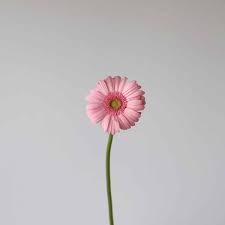 Image result for Gerbera