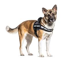 The stubbornness comes from the akita inu, while the dominance issues are inherited from the german shepherd. Akita Shepherd German Shepherd Akita Inu Mix Info Pics Facts Doggie Designer