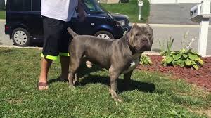 150.00 to 250.00 for an unregistered pit bull puppy is a good price if the bloodline is known and. Xxl Blue Nose Online Shopping