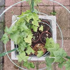 Image result for Kedrostis africana