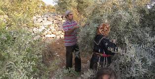 Olive Production In Palestine Wikipedia